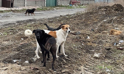 Sokak Köpeklerini Kim Toplar? Sorumluluk Yalnızca Belediyelerin mi?