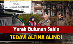 Yaralı Bulunan Şahin Tedavi Altına Alındı