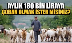 Aylık 180 Bin Liraya Çoban Aranıyor