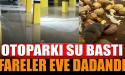 Otoparka su bastı, fareler evlere dadandı (Video Haber)