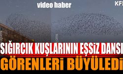 Sığırcık Kuşlarının Eşsiz Dansı Görülmeye Değer (Video Haber)