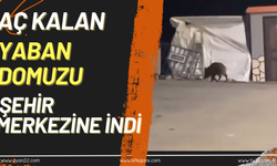 Aç Kalan Yaban Domuzu Şehir Merkezine İndi