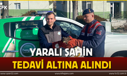 Yaralı Şahin Tedavi Altına Alındı