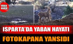 Isparta’da Yaban Hayatı Fotokapana Yansıdı