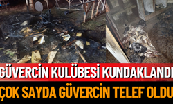 Güvercin Kulübesi Kundaklandı, Çok Sayda Güvercin Telef Oldu