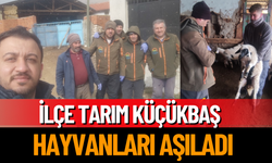 İlçe Tarım Küçükbaş Hayvanları Aşıladı