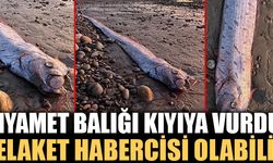 Felaket habercisi "Kıyamet Balığı" kıyıya vurdu!