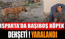 Isparta’da Başıboş Köpek Dehşeti! Yaralandı