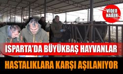 Isparta'da Büyükbaş Hayvanlar Hastalıklara Karşı Aşılanıyor