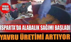 Isparta'da Alabalık Sağımı Başladı, Yavru Üretimi Artıyor