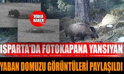 Isparta'da Fotokapana Yansıyan Yaban Domuzu Görüntüleri Paylaşıldı