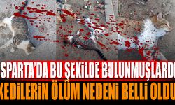 Isparta'da kediler bu şekilde bulunmuştu, kedilerin ölüm nedeni belli oldu