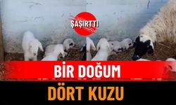 Keçiborlu’da Bir Koyun, Dört Kuzusuyla Şaşırttı