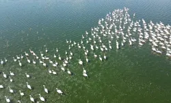 Eber Gölünde Flamingolar Doğanın Bahara Uyanışını Müjdeliyor