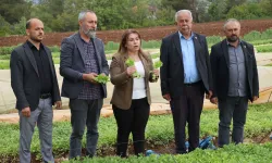 Gülizar Biçer Karaca, Kale’de Tütün Üreticilerinin Sesine Kulak Verdi