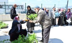 Yerli ata tohumu domates fideleri vatandaşla buluştu
