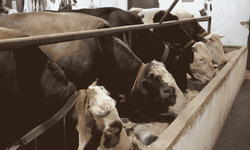 Denizli’de Üreticilere 5,2 Milyon TL Destek Ödemesi Yapıldı