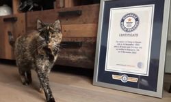 Dünyanın En Yaşlı Kedisi Flossie 30 Yaşında ve Hâlâ Oyun Peşinde