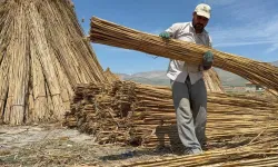 Eber Gölü'nde Kamış Hasadı Başladı