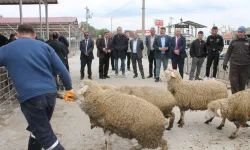 Afyon’da Hayvan Dağıtımı Devam Ediyor!