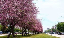 Antalya yaz renklerine bürünüyor