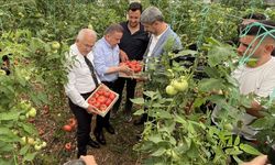 IV. Uluslararası FoodFest Gastronomi Festivali domates hasadı ile başladı