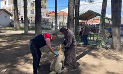 Isparta’da 13 Bin 322 Evcil Hayvan Kimliklendirilerek Kayıt Altına Alındı
