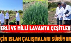 Yerli ve Milli Lavanta Çeşitleri İçin Islah Çalışmaları Sürüyor