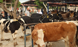 Şanlıurfa Kurban Kesim Yerleri 2025
