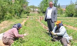 Tütün Üreticisi Avanslarla Nefes Aldı, Dikim Sezonu Gecikmeli Başladı