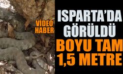 Isparta'da Engerek Yılanı Görüldü Video Haber