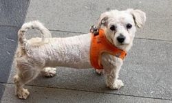 Isparta’da Teriyer Cinsi Köpek Kayboldu: Bulana 5 Bin TL Ödül