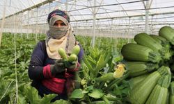 61 Dekarlık Alanda Örtüaltı Kabak Hasadı Başladı
