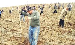 Bakımsızlık Nedeniyle Kuruyan Ağaçlar İçin Devir Kararı