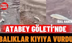 Atabey Göleti’nde Balıklar Kıyıya Vurdu