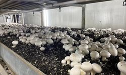 Atabey’de TKDK Desteğiyle Mantar Üretim Tesisi Büyüyor