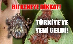 Bu keneye dikkat: Türkiye’ye yeni geldi! Nasıl bulundu, nerelere yayıldı?