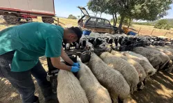 Burdur’da Hayvan Sağlığına Yakın Takip