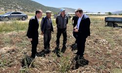Gelendost’ta Coğrafi İşaretli Çaltı Sarımsağında Hasat Başladı