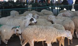 Kurban Bayramı’nın Anlamı ve Önemi Nedir?