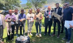 Isparta’da Kurt Saldırılarına Karşı Anadolu Çoban Köpeği Dağıtımı