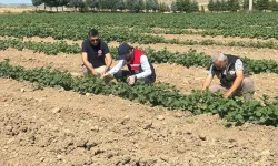 Kornişon Salatalık Ve Kırmızı Pancarda Hastalık Ve Zararlıların Takibi Sürüyor