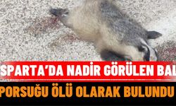 Isparta’da Nadir Görülen Bal Porsuğu Ölü Olarak Bulundu