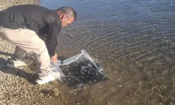 Afyon'da Göletlere 85 Bin Yavru Sazan Balığı Bırakıldı