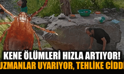Türkiye'de Kene Kaynaklı Ölümler Artıyor: Can Kaybı 17'ye Yükseldi
