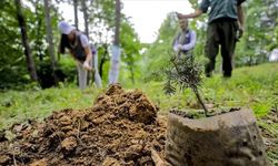 Yalvaç ve Gönen’deki Ağaçlandırma Alanları Devrediliyor