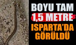 Isparta'da Görüldü Boyu Tam 1,5 Metre