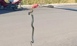 Yılanla Karşılaşınca Ne Yapmalıyız?