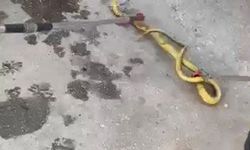 Süt ve Süt Ürünleri Yılanları Cezbediyor: Açıkta Gıda Bırakmayın!