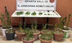 Isparta'da uyuştu*ucu operasyonu: 65 kök kenevir ele geçirildi